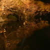 清水寺の池　2