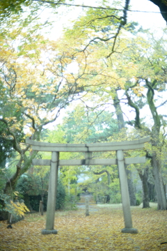 黄葉
