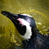 ペンギン
