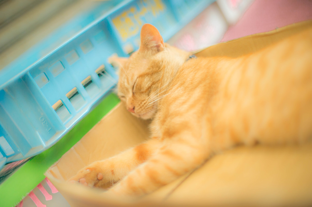 夢の中へ