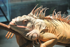 何見とんじゃ、コラッ