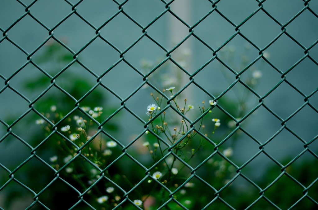 はかなく、つよく