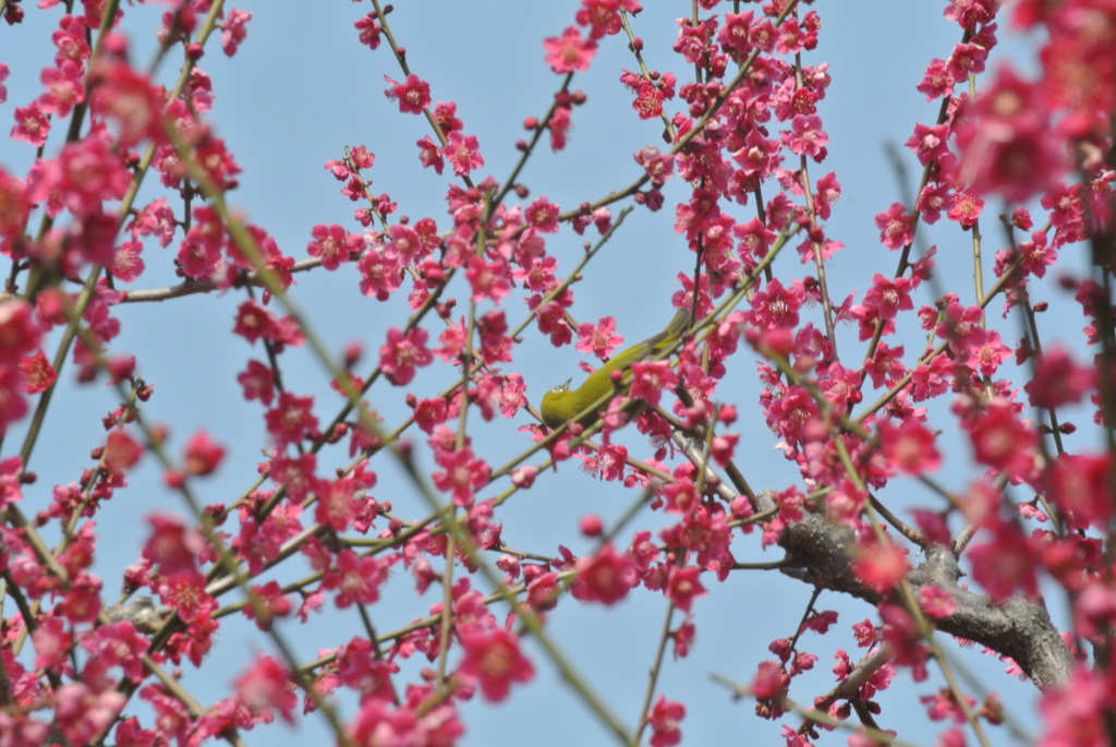 うっすらメジロ
