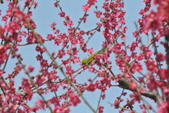 うっすらメジロ
