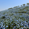 ネモフィラの丘