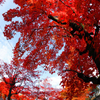 紅い怒涛