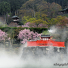 桜雨の日