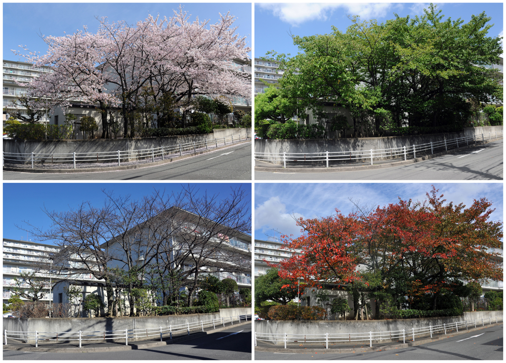 2015年-春夏秋冬