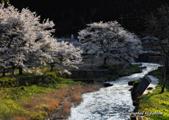 夕映え桜