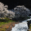 夕映え桜