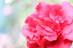 華やか