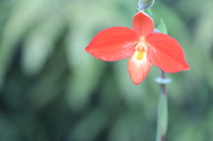紅一点