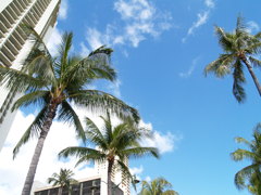 ヤシの木と空