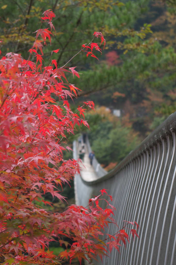 秋道