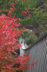 秋道