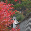 秋道