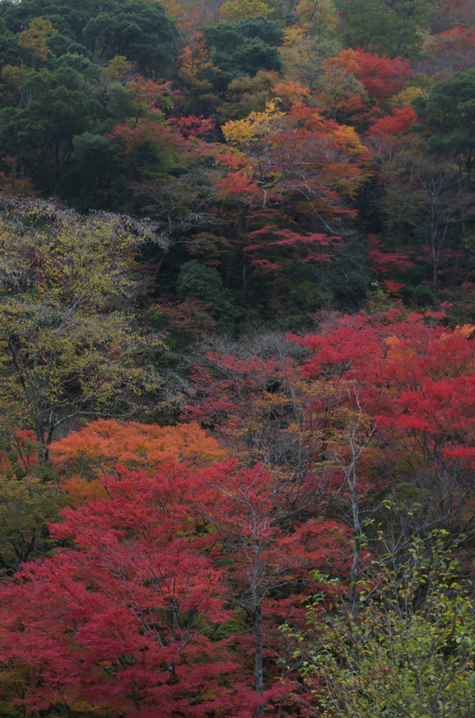 紅葉