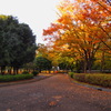 紅葉