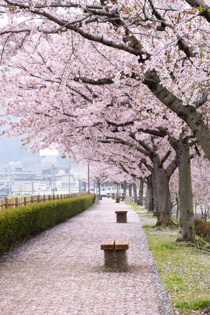 ポムの桜