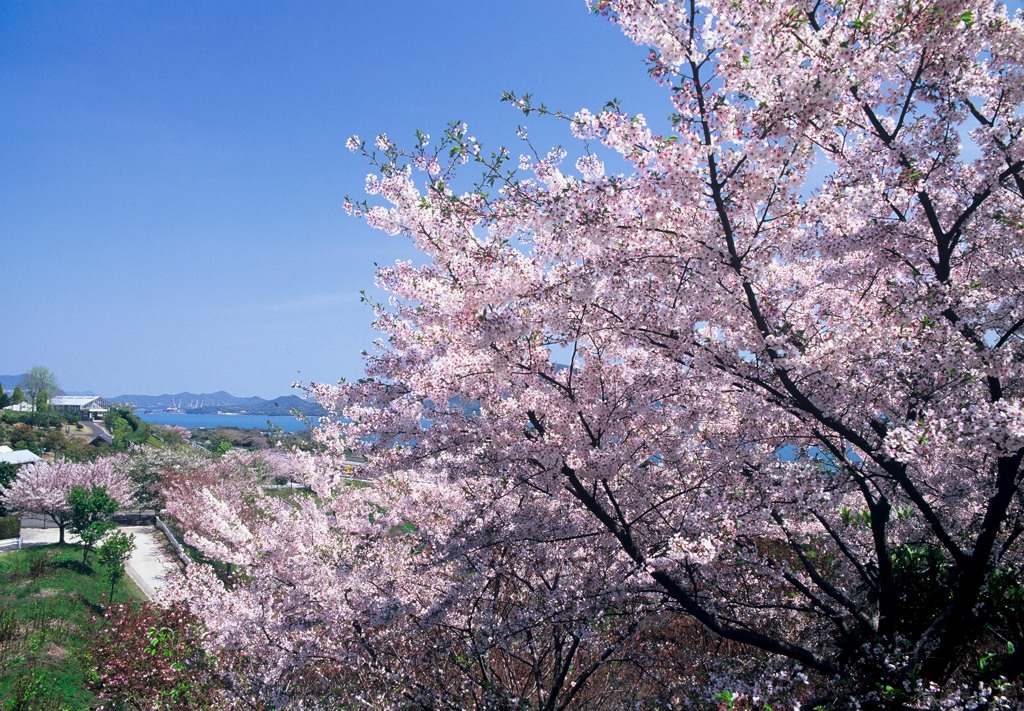 sakura