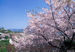 sakura