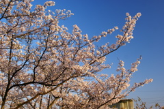 DSC00266
