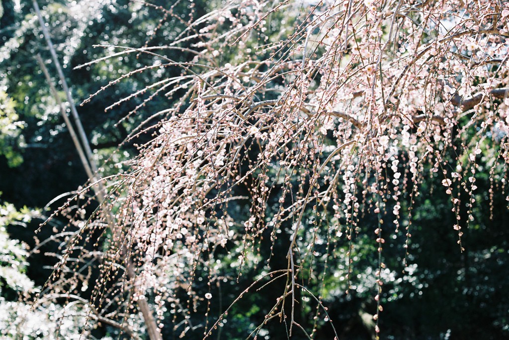 枝垂れ梅