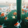 金魚