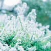ユキヤナギ