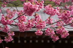 満開の土肥桜 ～万福寺より～