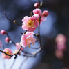梅 ～春はすぐそこ～