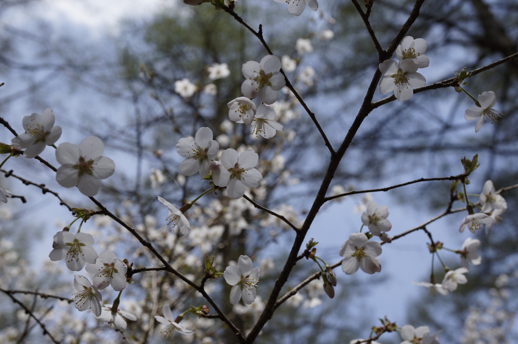 富士桜