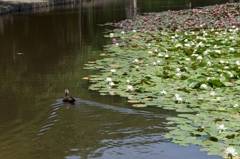 水蓮の池とカルガモ  （せせらぎ公園）