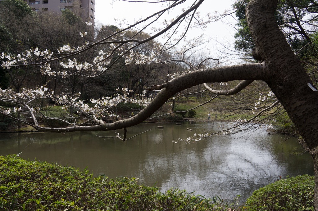 茅ヶ崎公園のサクラ