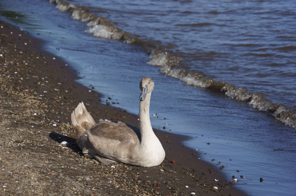 白鳥の子供 大きくなったでしょ By Buminekoneko Id 写真共有サイト Photohito