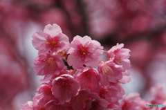 春色・桃色・土肥桜