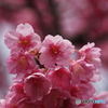 春色・桃色・土肥桜