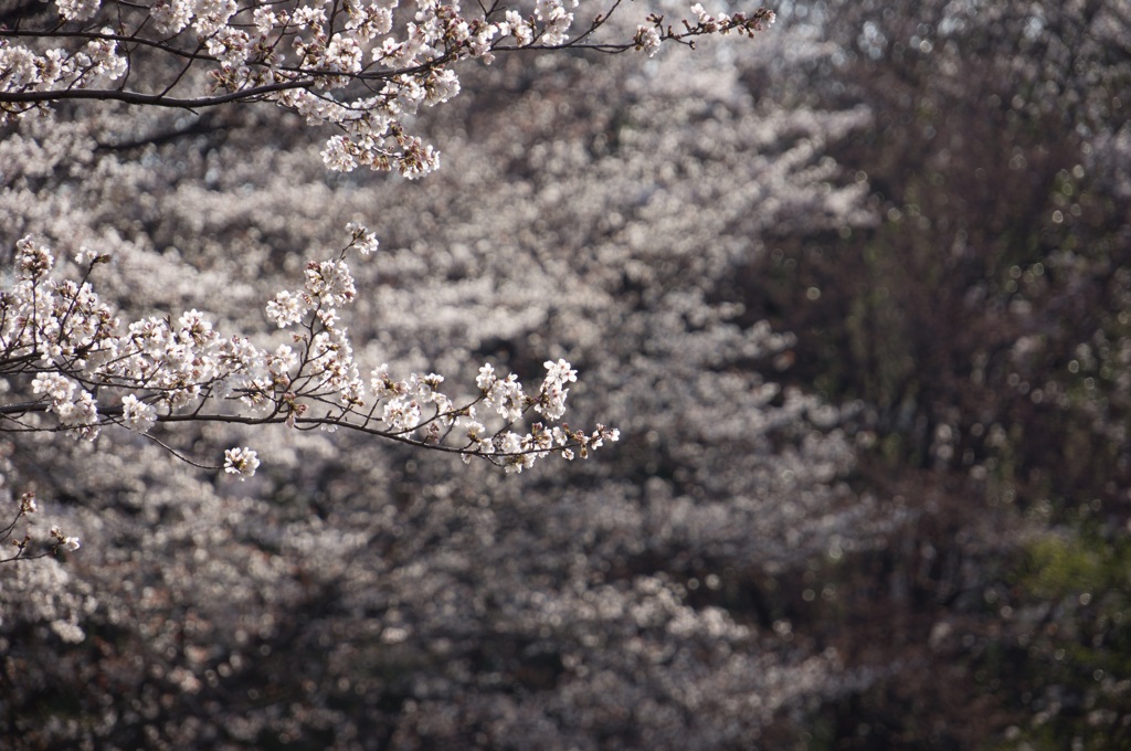 せせらぎ公園の桜