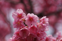 土肥桜 ～濃い桃色なんです かわいいでしょ！～