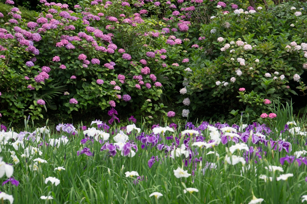 正覚寺のあじさいと菖蒲