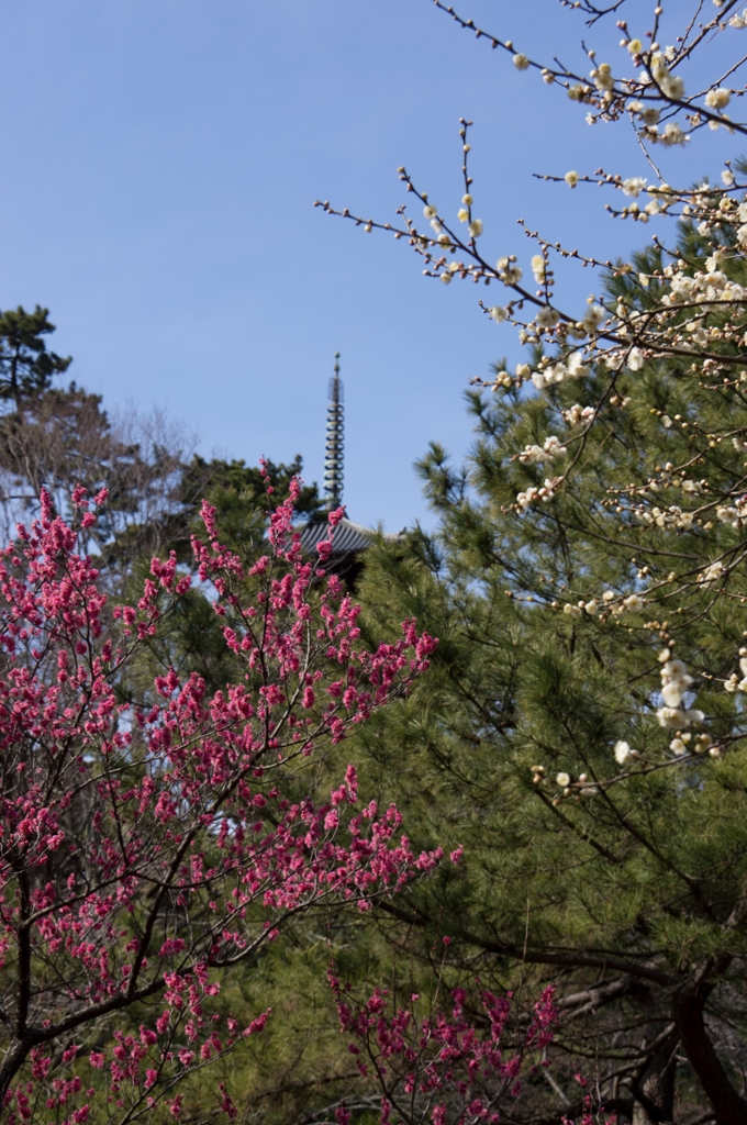 三渓園の梅