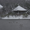 風雪の三渓園