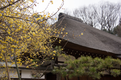 蝋梅の花咲く西方寺