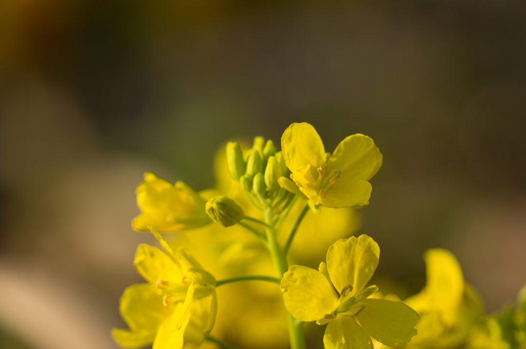 菜の花