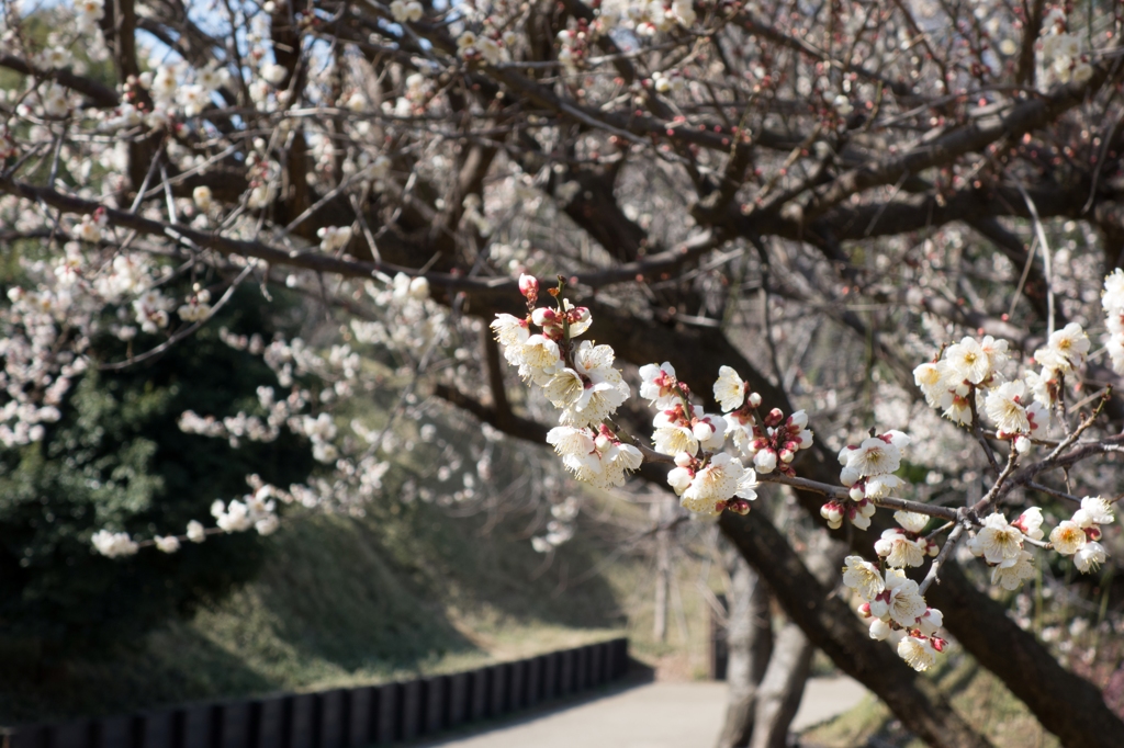 茅ヶ崎城址公園の梅