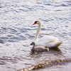 白鳥の親子