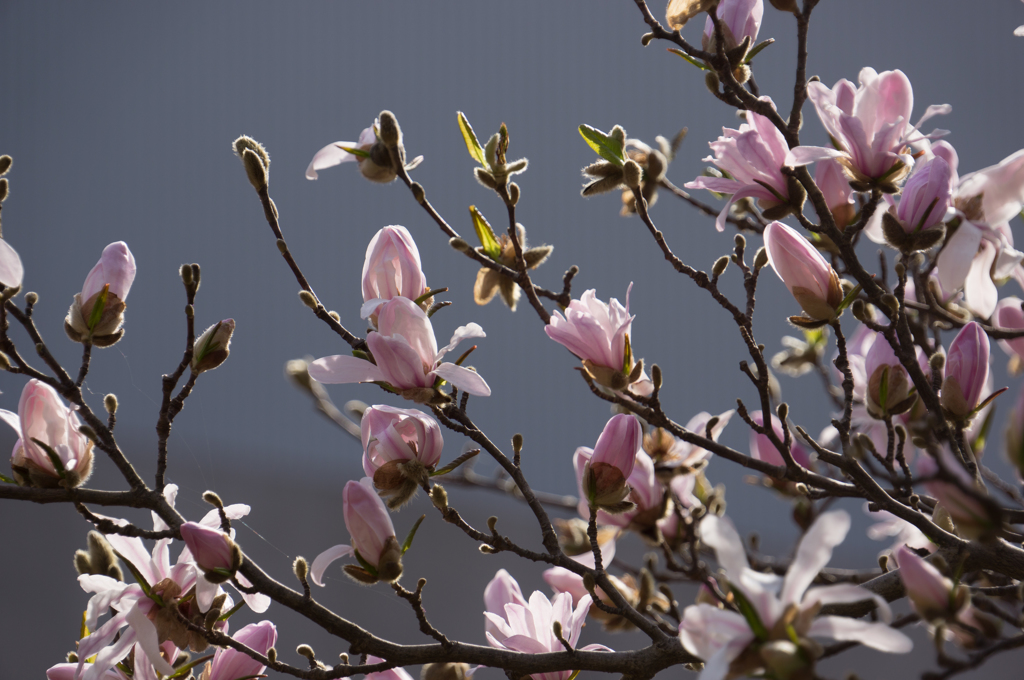 こぶし（？）の花