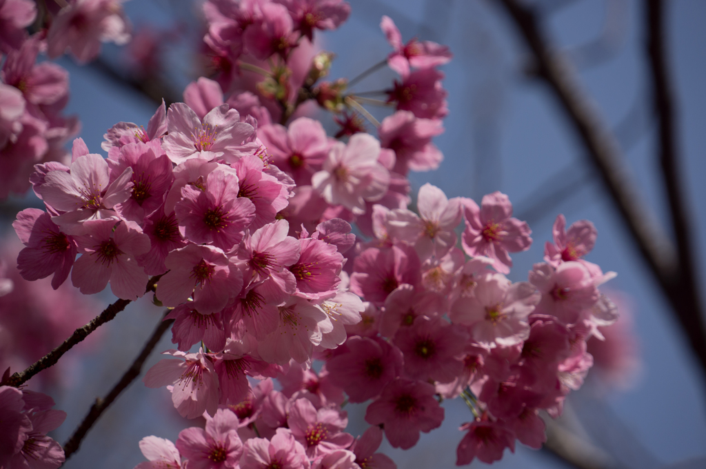 桜 ～ピンク～