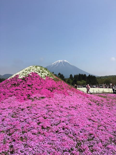 芝桜祭り