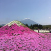 芝桜祭り